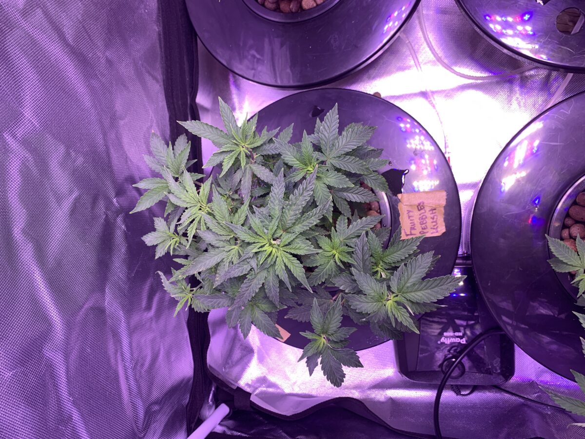 bbs-grow-diaries/week-396107-diary-379374-user-39614-682d9a48c8c38