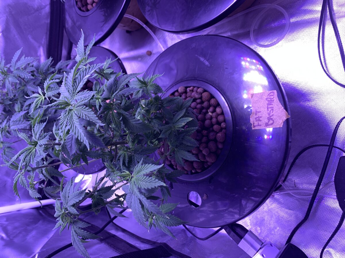 bbs-grow-diaries/week-396108-diary-379371-user-39614-682d9aadcd4ac