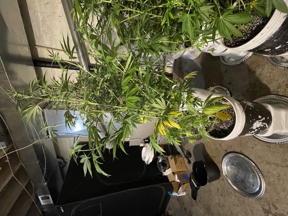 bbs-grow-diaries/week-396157-diary-384564-user-21252-682dcb4be1fc5