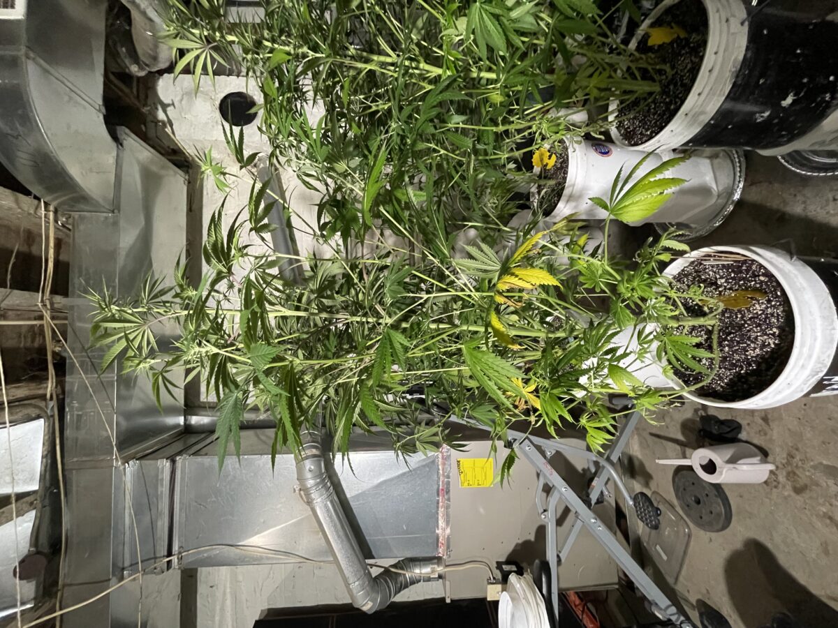 bbs-grow-diaries/week-396157-diary-384564-user-21252-682dcb4e08989