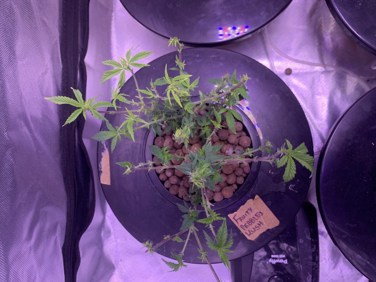 bbs-grow-diaries/week-396812-diary-379374-user-39614-6832963c2482c