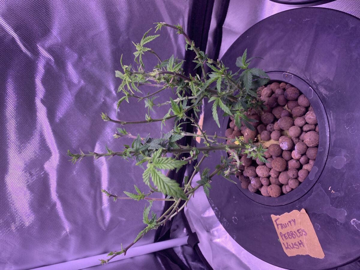 bbs-grow-diaries/week-396812-diary-379374-user-39614-6832963e59019