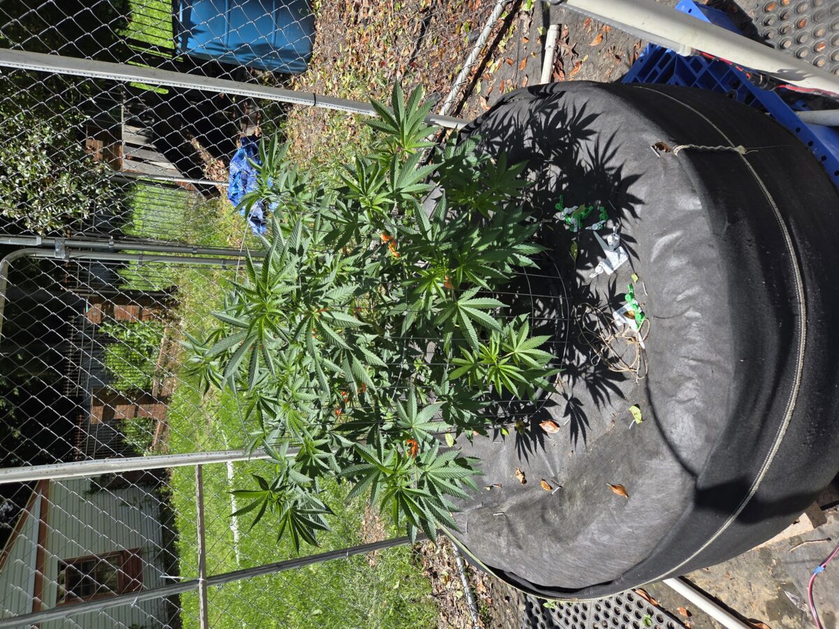 bbs-grow-diaries/week-396844-diary-380374-user-39676-6833309c743b2