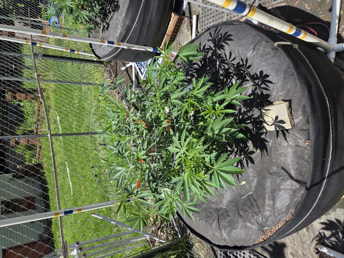 bbs-grow-diaries/week-396846-diary-380360-user-39676-683331e591c56