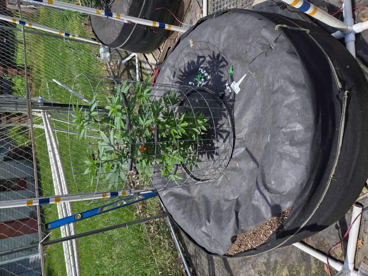 bbs-grow-diaries/week-396847-diary-380381-user-39676-683332a475c9a