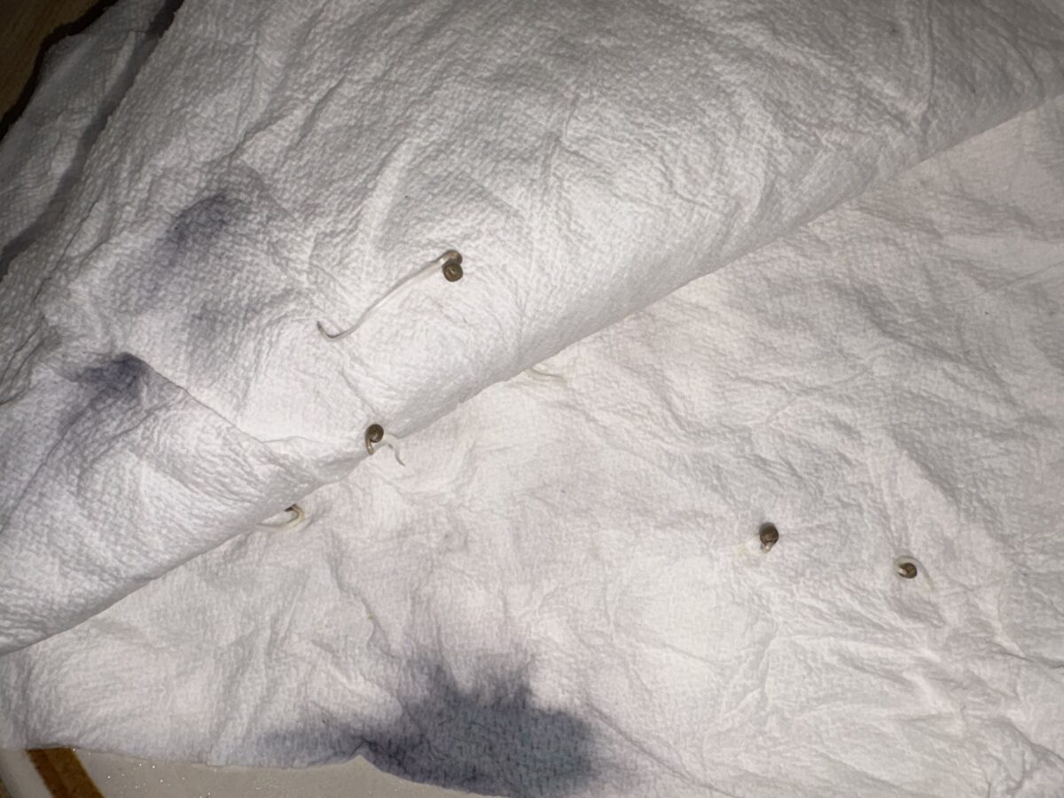 bbs-grow-diaries/week-396868-diary-396867-user-41416-6833776e32b15