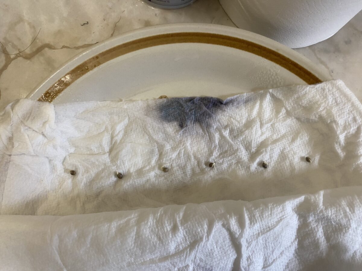 bbs-grow-diaries/week-396868-diary-396867-user-41416-683377702e1c2