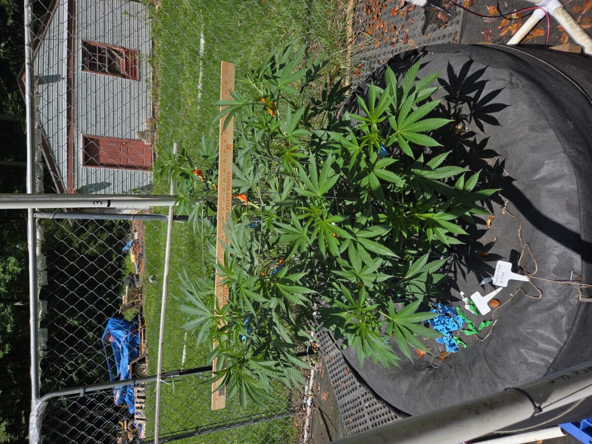 bbs-grow-diaries/week-398483-diary-380374-user-39676-6839e5bc1a025