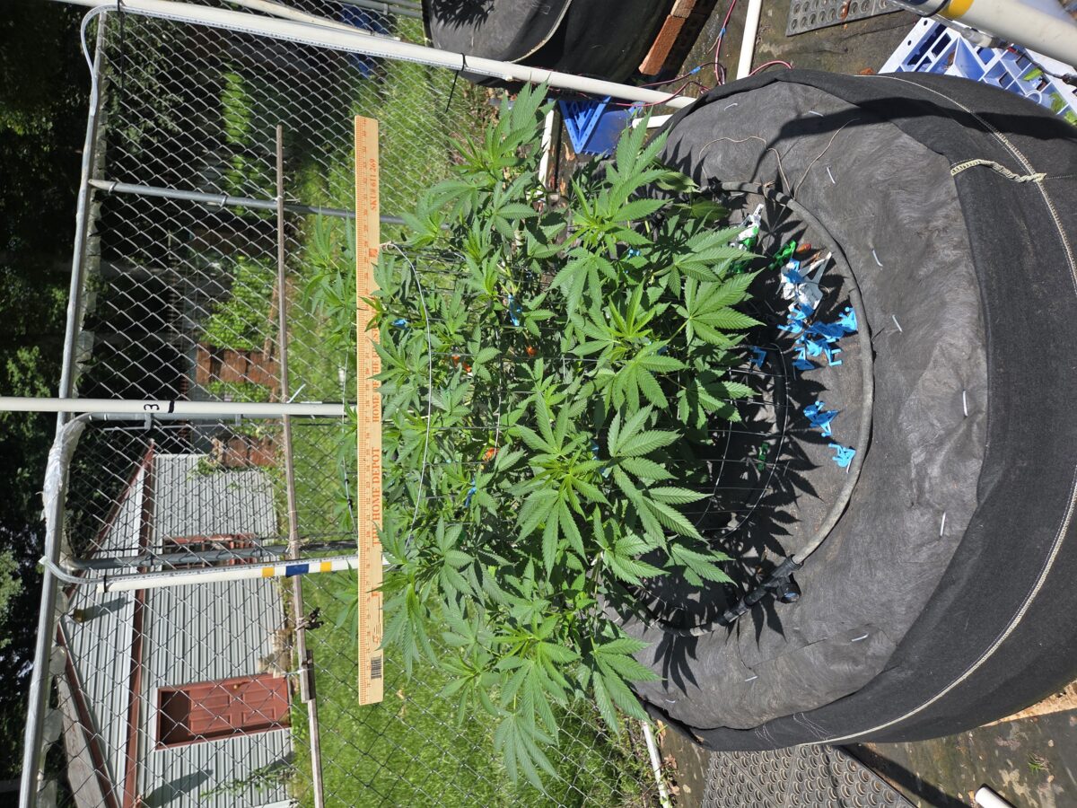bbs-grow-diaries/week-398484-diary-380379-user-39676-6839e684858b4