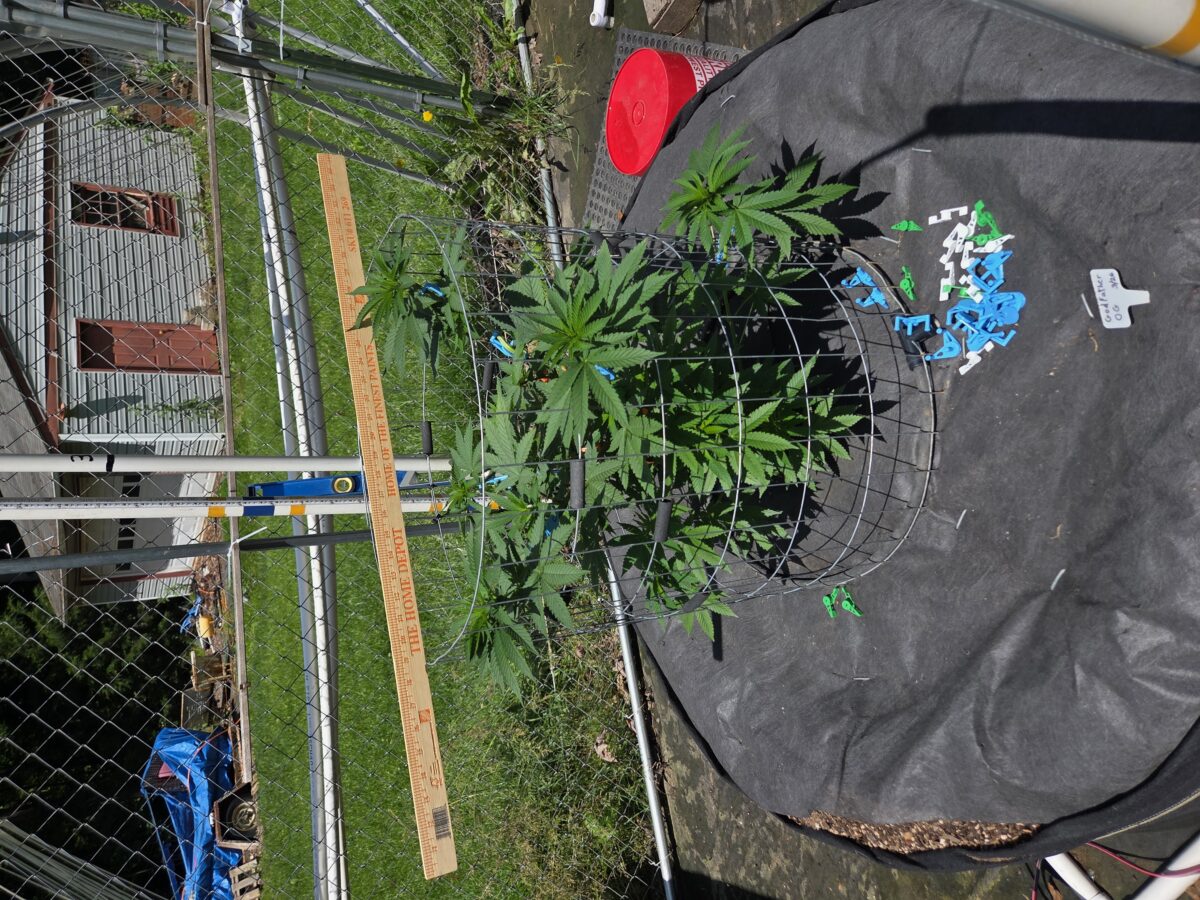 bbs-grow-diaries/week-398489-diary-380381-user-39676-6839e8b50b61f