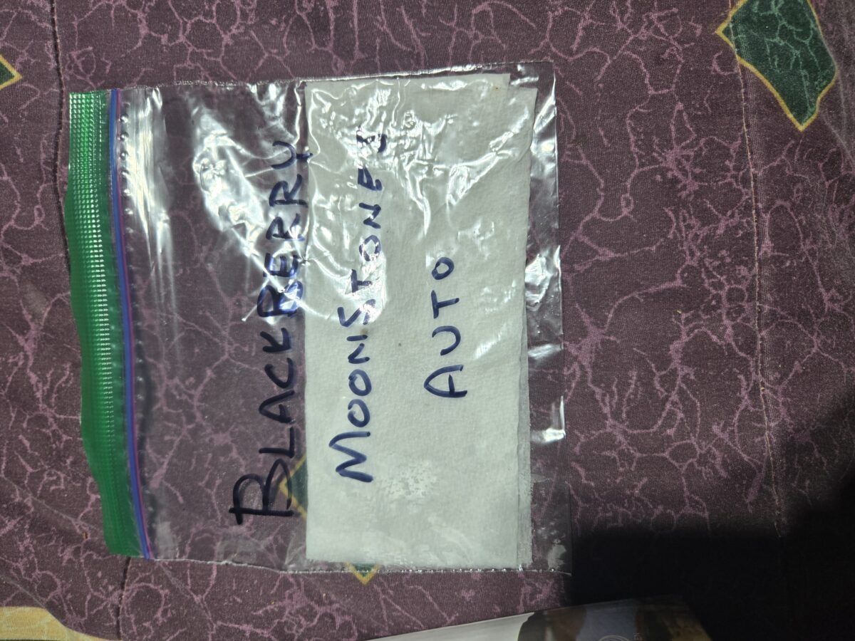 bbs-grow-diaries/week-398833-diary-398814-user-39345-683d51b4c3ae0