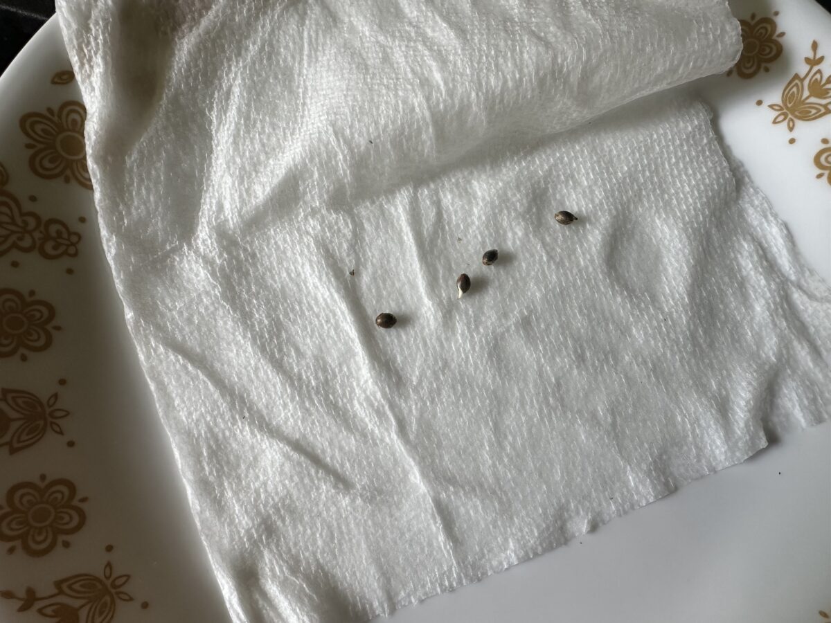 bbs-grow-diaries/week-402663-diary-402659-user-41854-684b0099d85b1