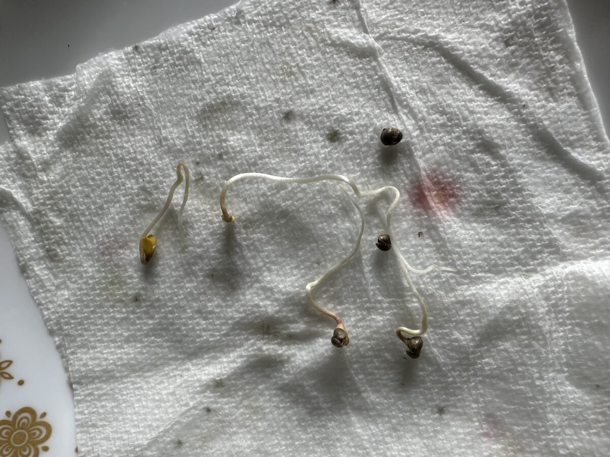 bbs-grow-diaries/week-402663-diary-402659-user-41854-684b009e2e591