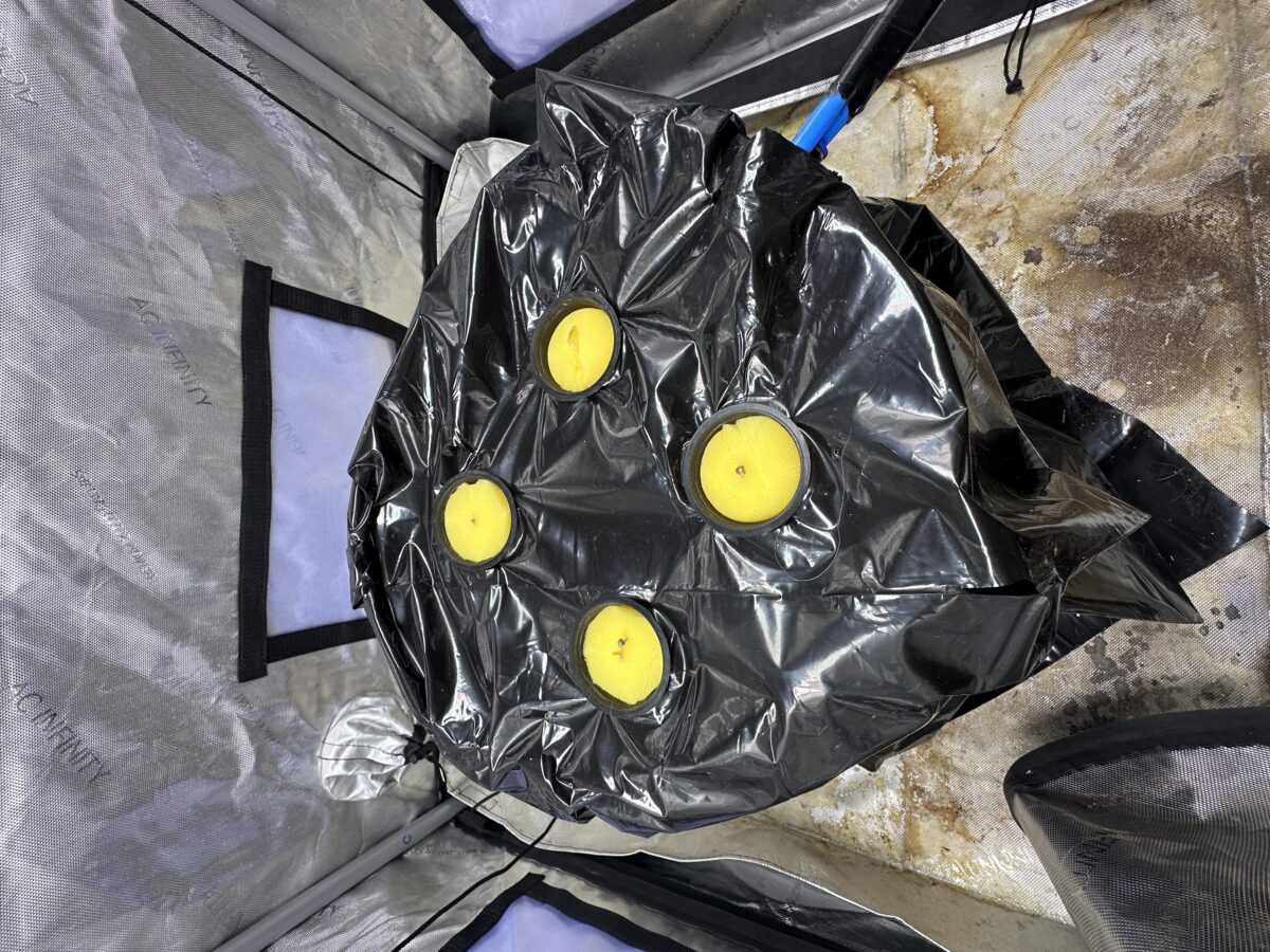 bbs-grow-diaries/week-402663-diary-402659-user-41854-684b00a04c7a8