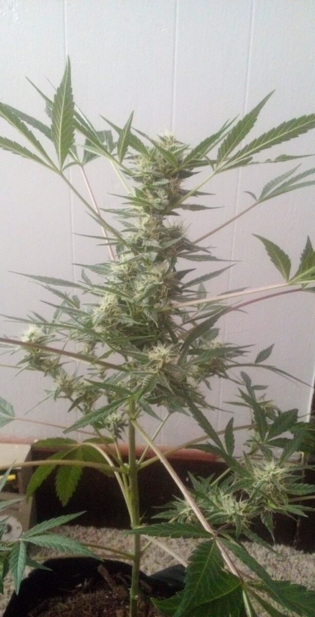 bbs-grow-diaries/week-402706-diary-387986-user-33257-684baa6e04683