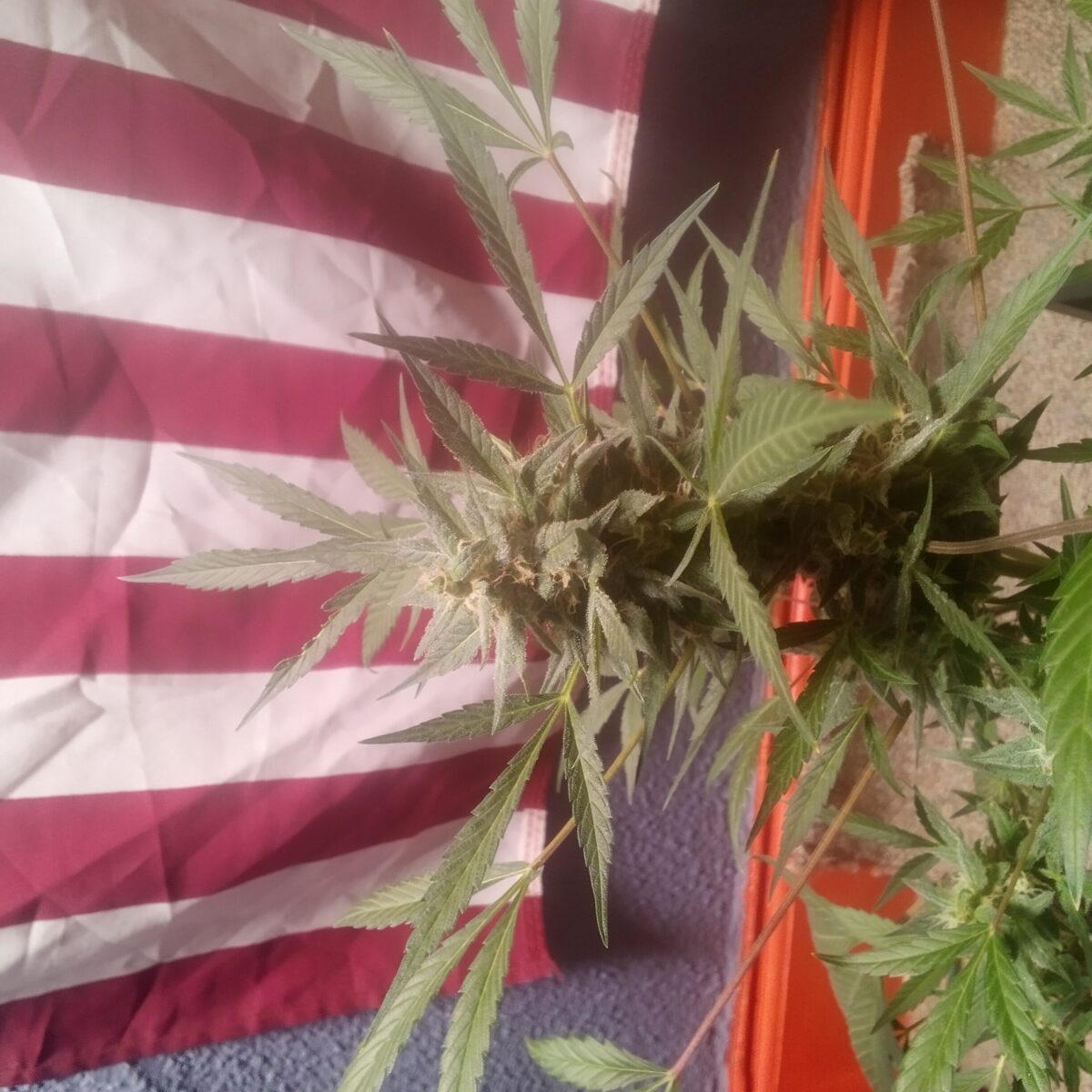 bbs-grow-diaries/week-402706-diary-387986-user-33257-684baa6f5a9a3