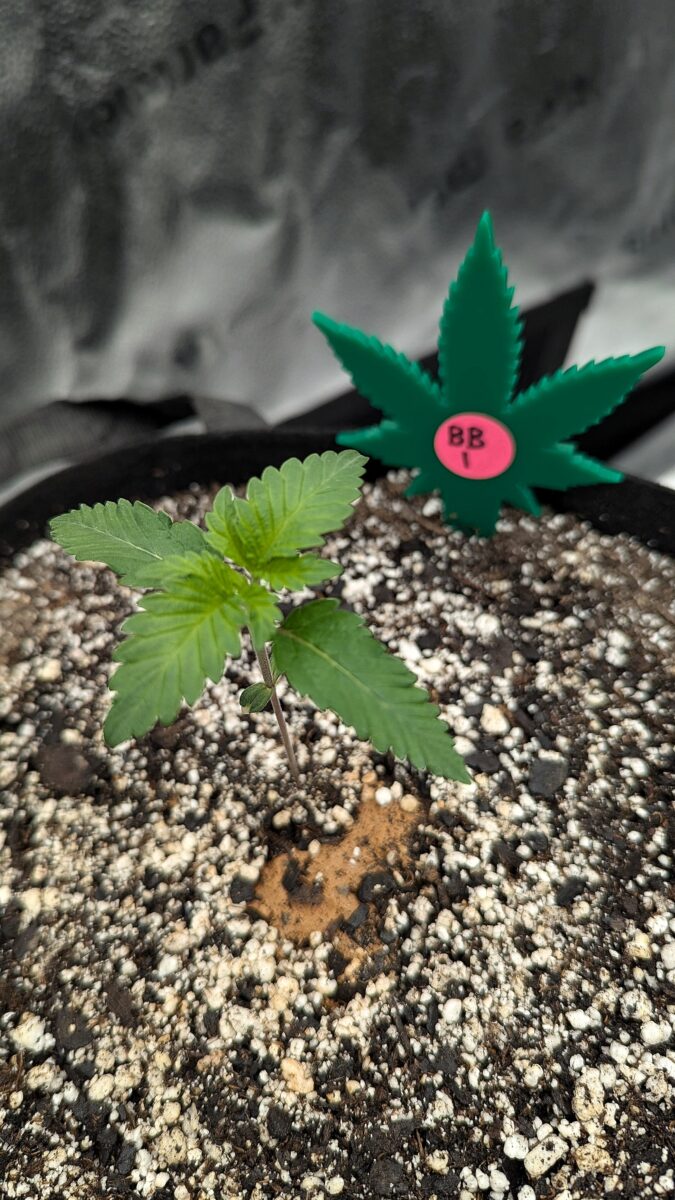 bbs-grow-diaries/week-402710-diary-402708-user-38149-684bb10177d15