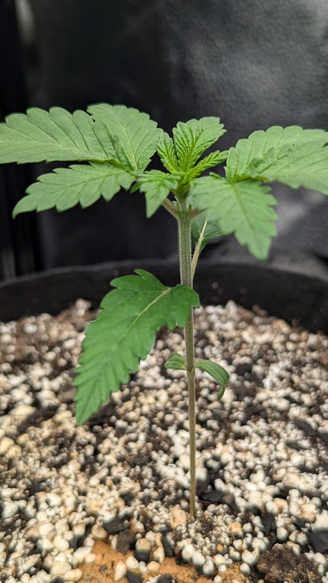 bbs-grow-diaries/week-402710-diary-402708-user-38149-684bb10382f39