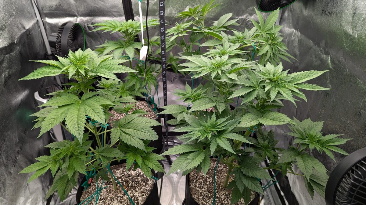 bbs-grow-diaries/week-403010-diary-402708-user-38149-684ffc00779b9