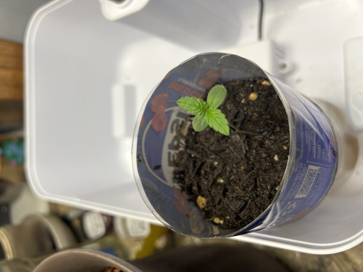 bbs-grow-diaries/week-403138-diary-401044-user-42132-686291bbac04c