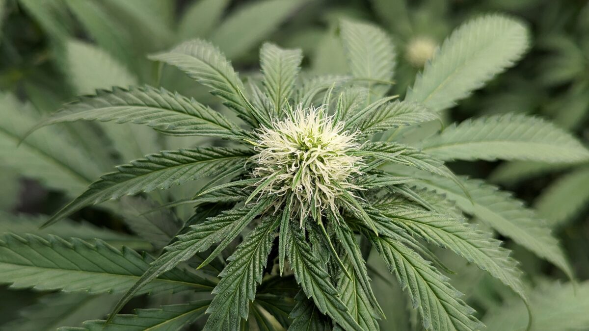 bbs-grow-diaries/week-403513-diary-402708-user-38149-685052a933ba5