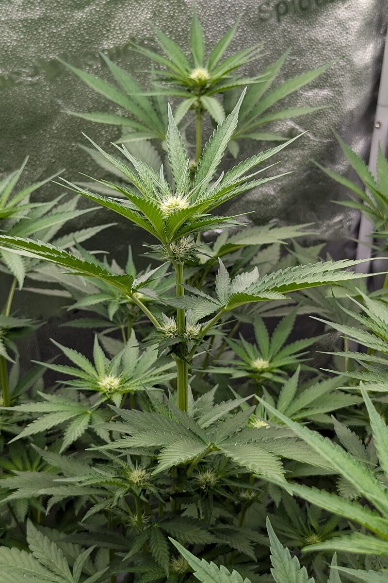 bbs-grow-diaries/week-403513-diary-402708-user-38149-685052ad4412d