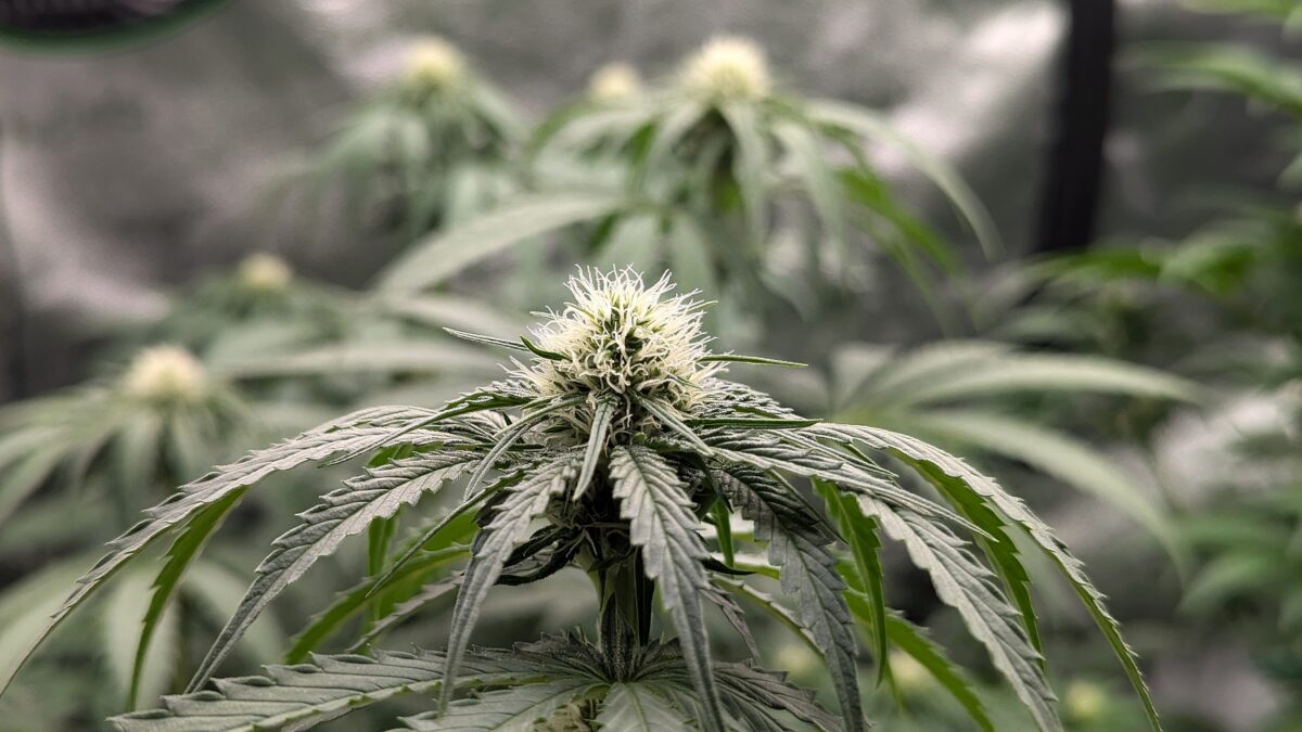 bbs-grow-diaries/week-403513-diary-402708-user-38149-685052b10f1be