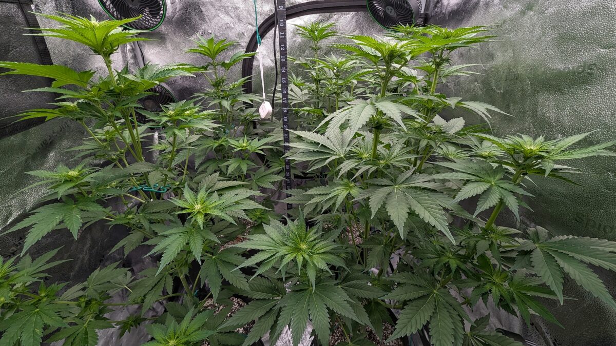 bbs-grow-diaries/week-403513-diary-402708-user-38149-685052b336344