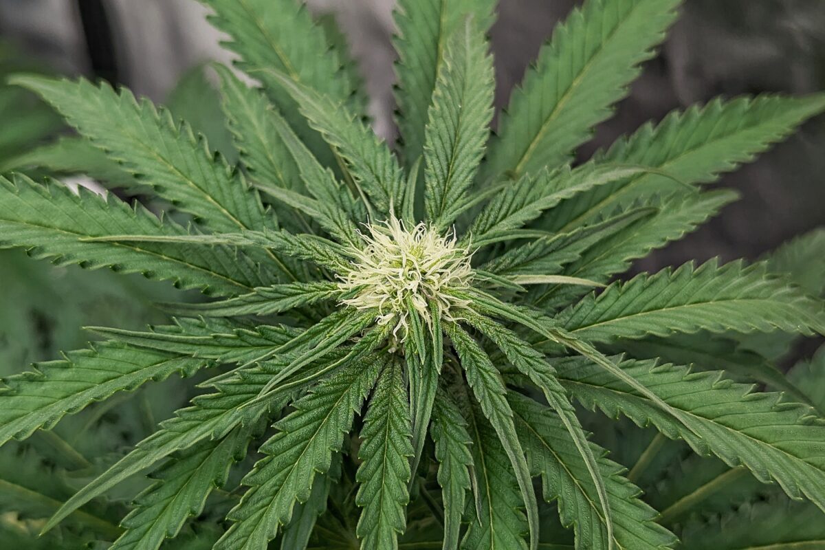 bbs-grow-diaries/week-403513-diary-402708-user-38149-685052b547a2d