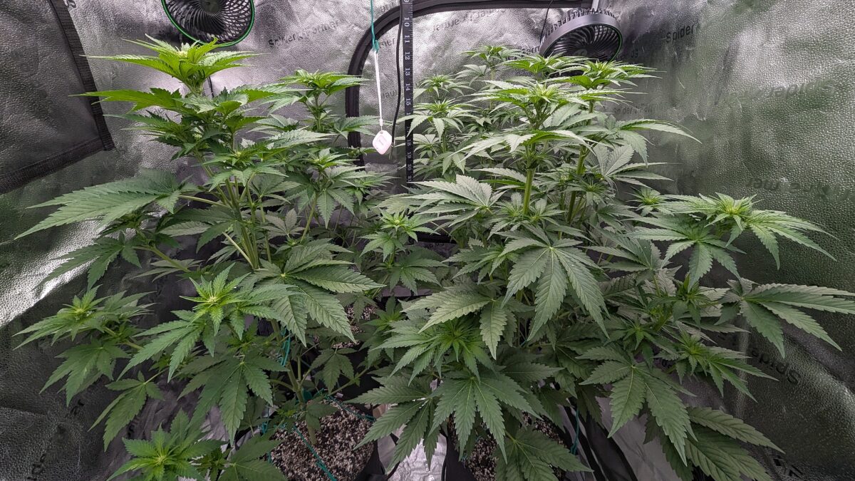 bbs-grow-diaries/week-403513-diary-402708-user-38149-685052b71aab0