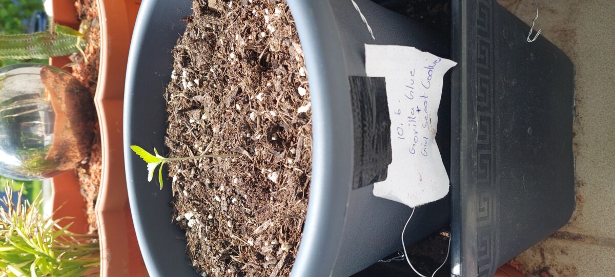 bbs-grow-diaries/week-403726-diary-403037-user-41964-685140cb8e695