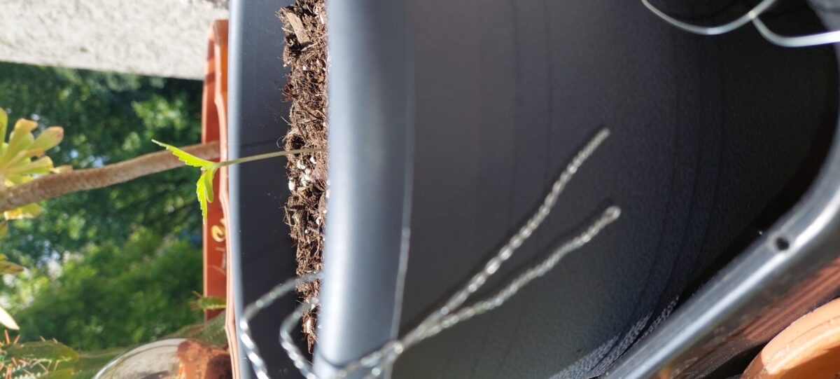 bbs-grow-diaries/week-403726-diary-403037-user-41964-685140cd94cd8