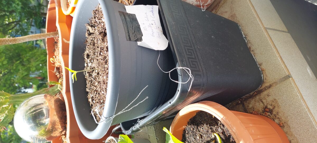 bbs-grow-diaries/week-403726-diary-403037-user-41964-685140cf825f0