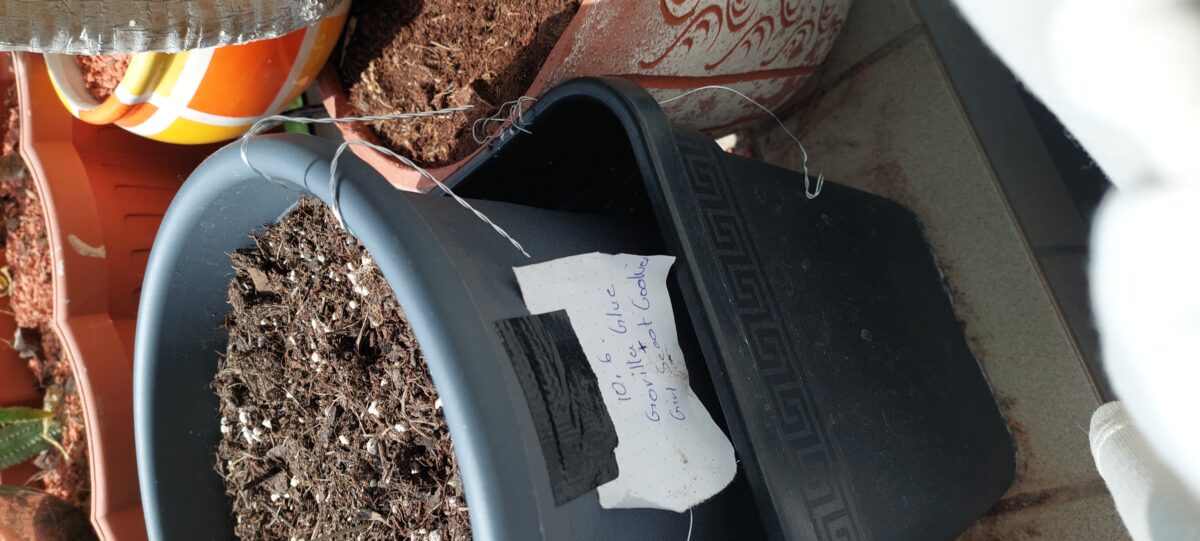 bbs-grow-diaries/week-403726-diary-403037-user-41964-685140d190e47