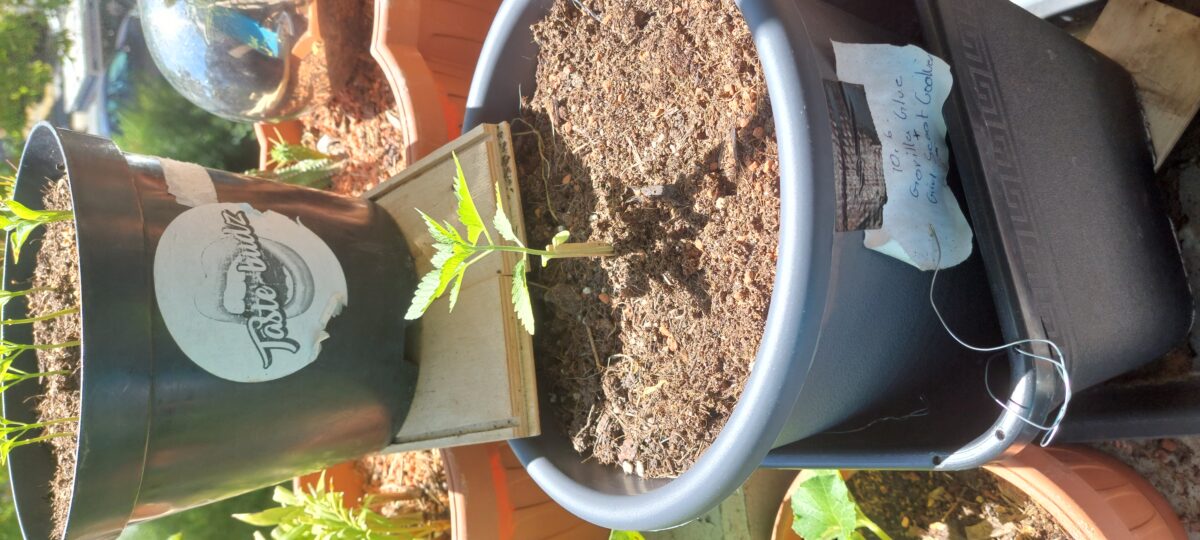 bbs-grow-diaries/week-403726-diary-403037-user-41964-686274ca7d18b