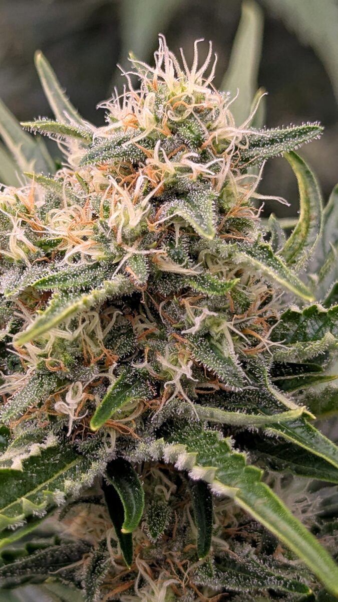 bbs-grow-diaries/week-403933-diary-402708-user-38149-685204ef2373a