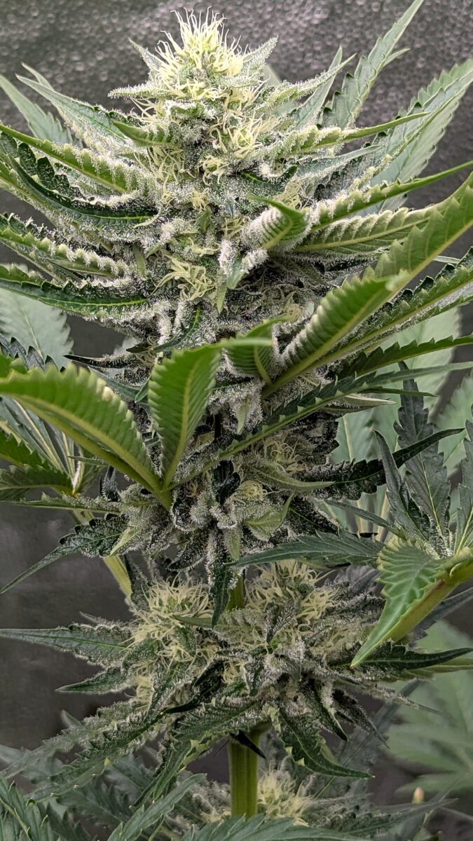 bbs-grow-diaries/week-403933-diary-402708-user-38149-685204f16a698