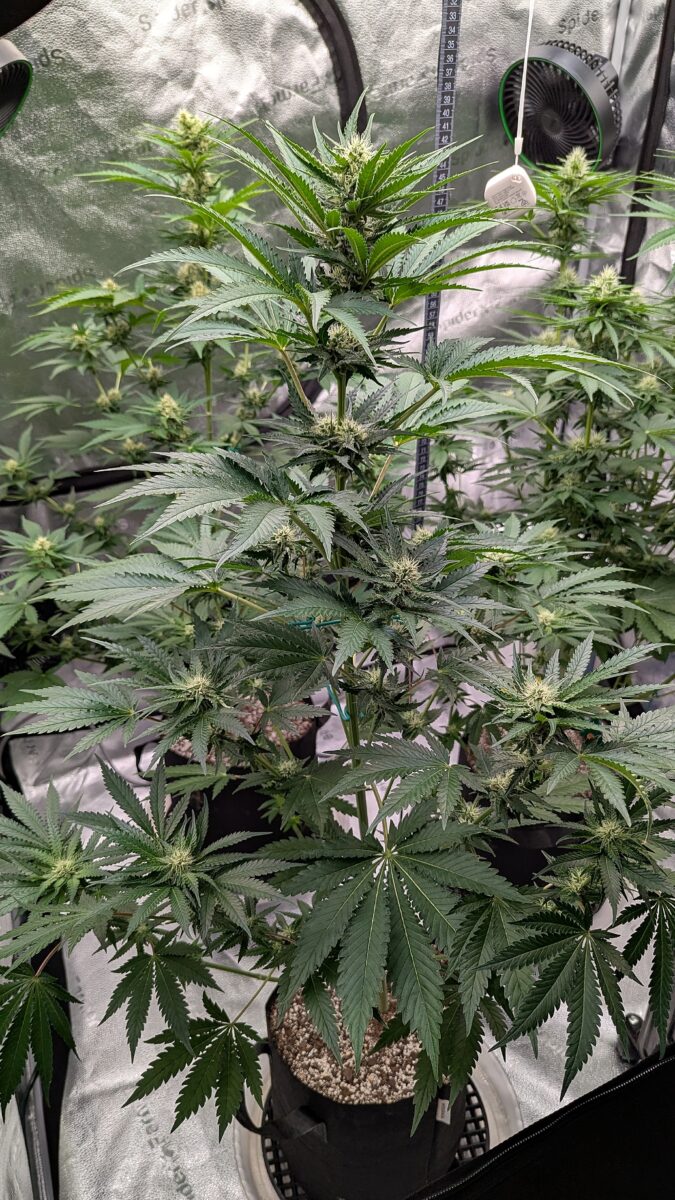 bbs-grow-diaries/week-403933-diary-402708-user-38149-685204f388fb3