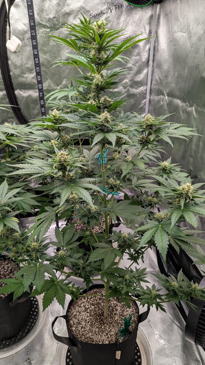 bbs-grow-diaries/week-403933-diary-402708-user-38149-685204f5aa017