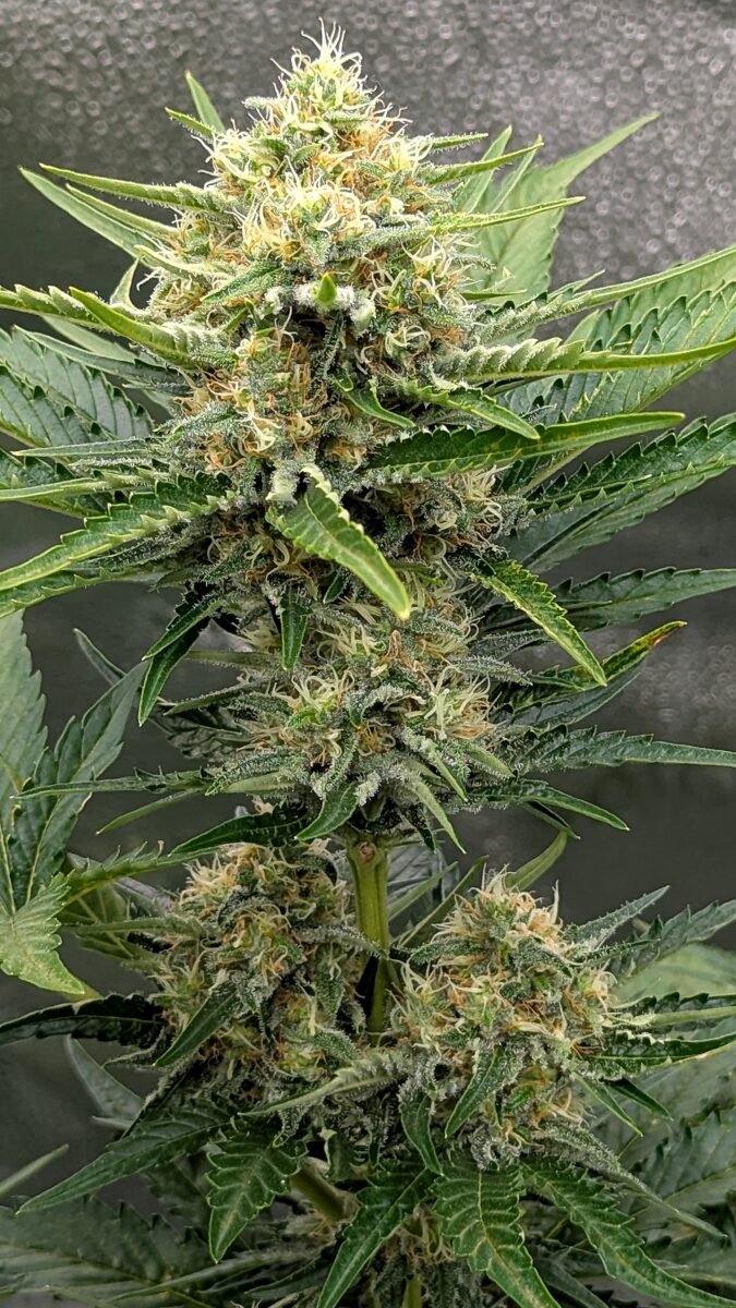 bbs-grow-diaries/week-403933-diary-402708-user-38149-685204f7e9335