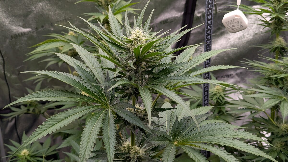 bbs-grow-diaries/week-403933-diary-402708-user-38149-685204fa015bd