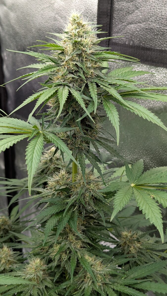 bbs-grow-diaries/week-403933-diary-402708-user-38149-685204fc04c67