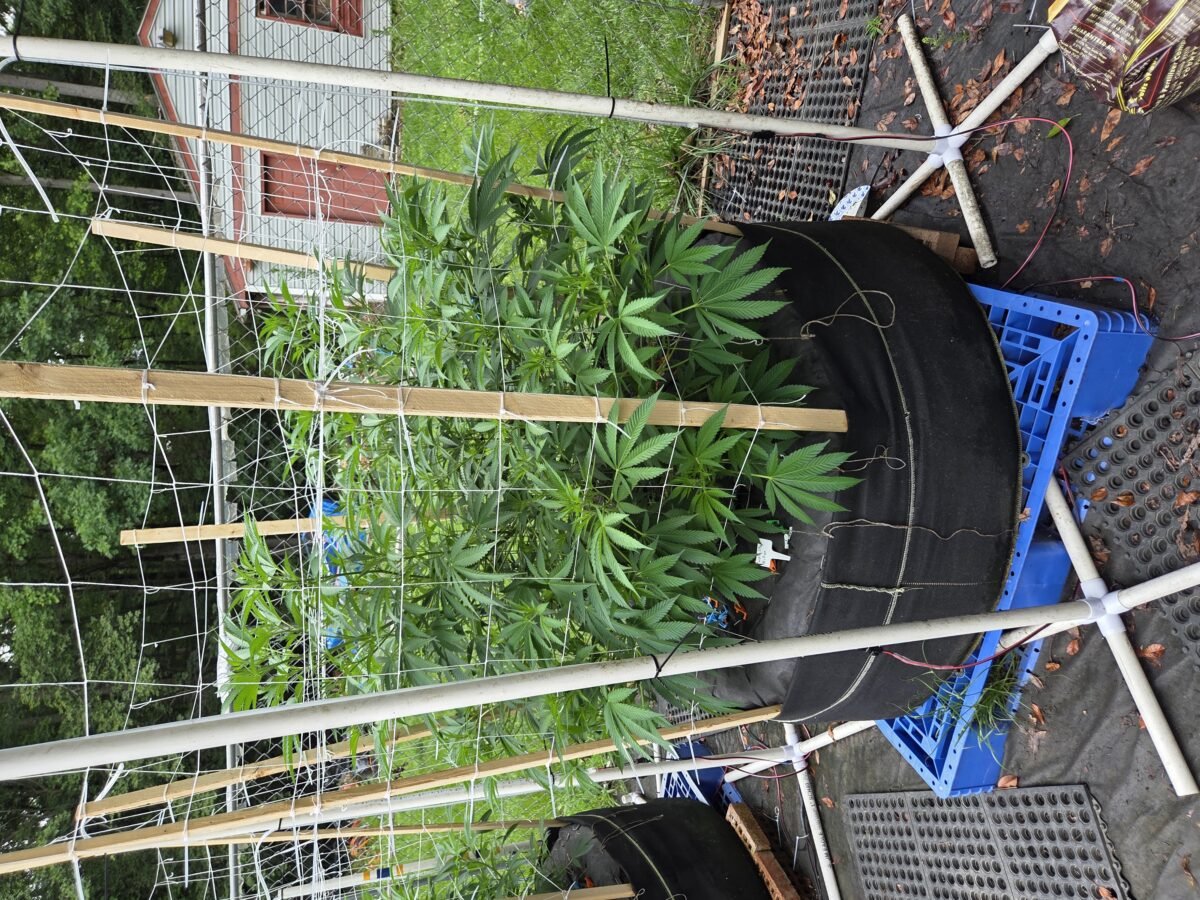 bbs-grow-diaries/week-403942-diary-380374-user-39676-68522a0ababf4