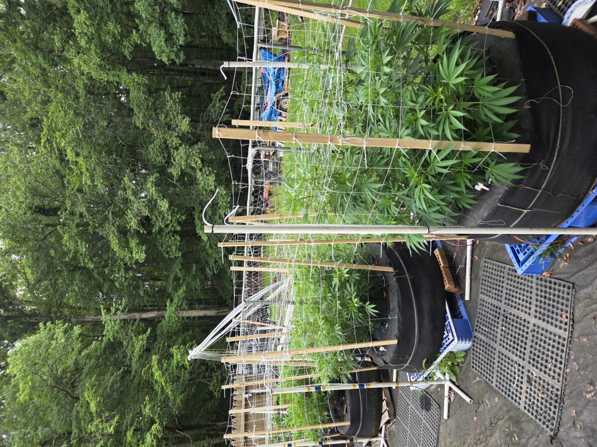 bbs-grow-diaries/week-403945-diary-380381-user-39676-68522c6743a2f