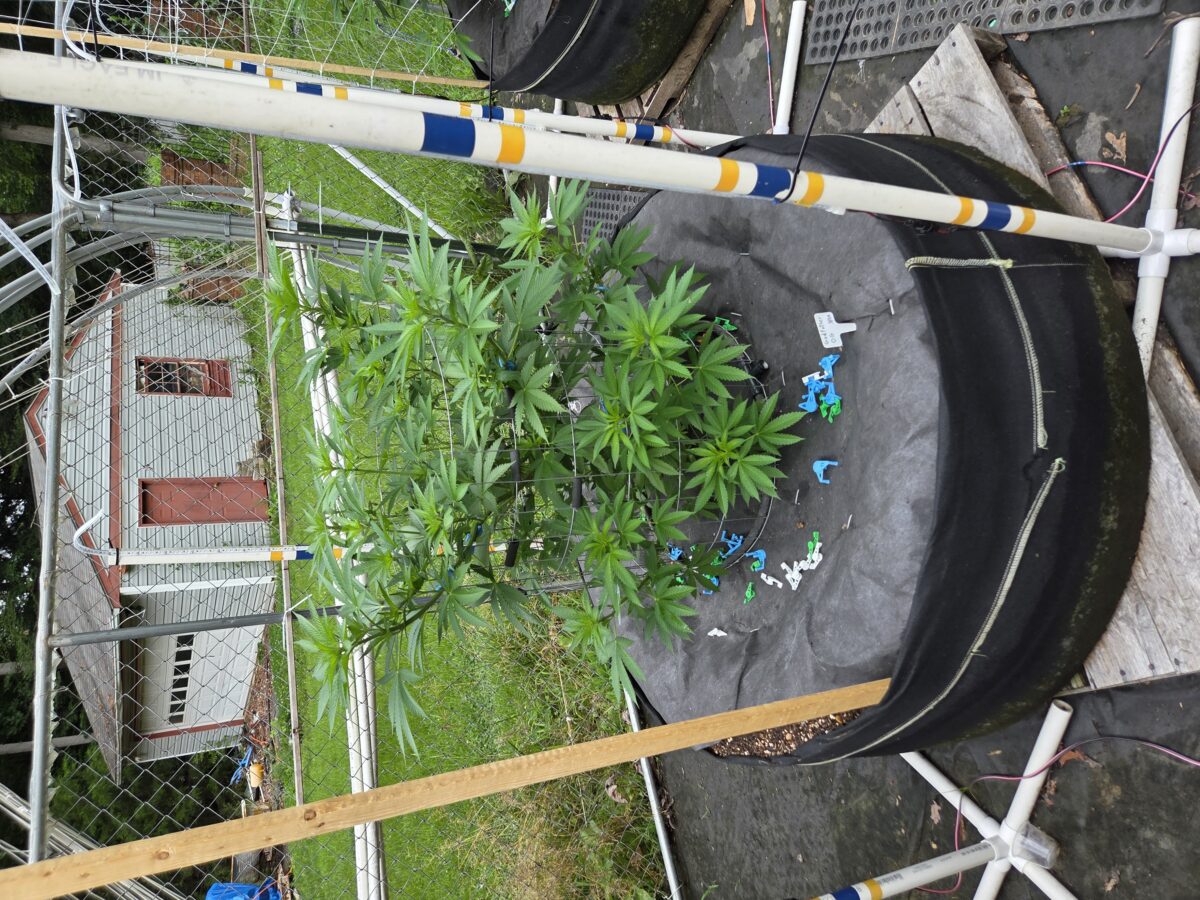 bbs-grow-diaries/week-403945-diary-380381-user-39676-68522c69c6861