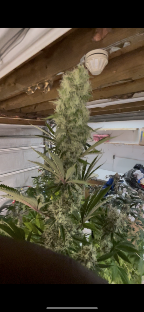 bbs-grow-diaries/week-404184-diary-384564-user-21252-68534e364654e