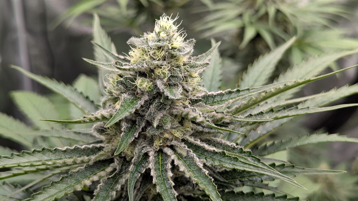 bbs-grow-diaries/week-404187-diary-402708-user-38149-6853716fa778b