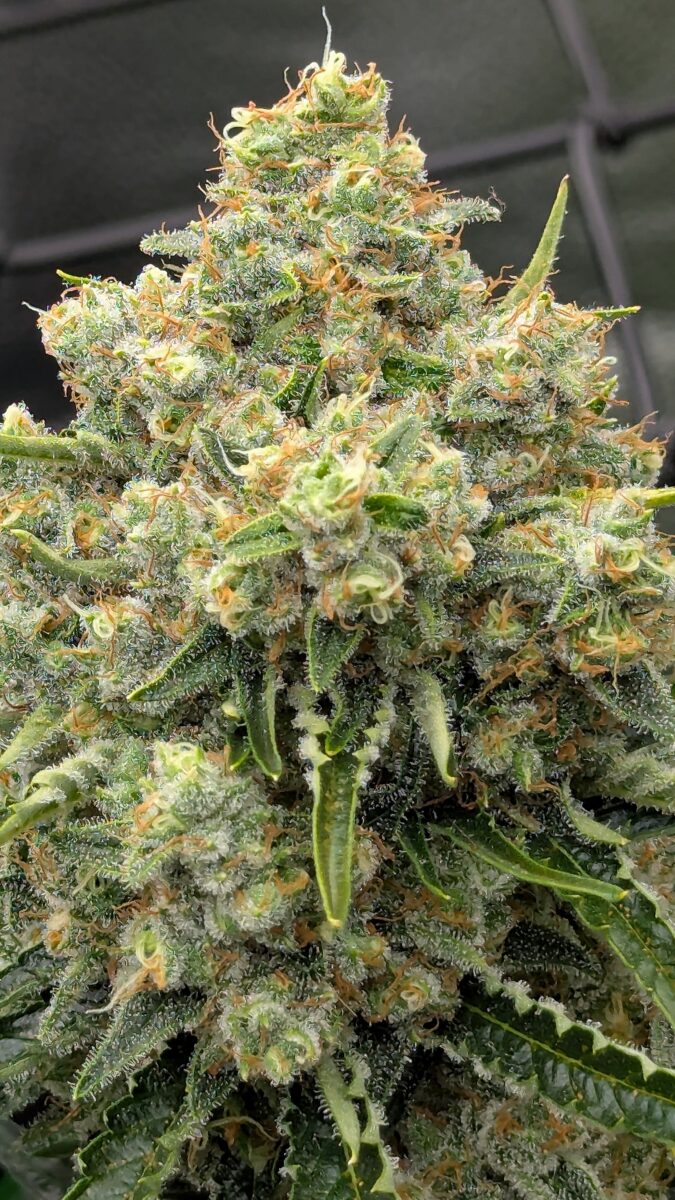 bbs-grow-diaries/week-404187-diary-402708-user-38149-685371722250c