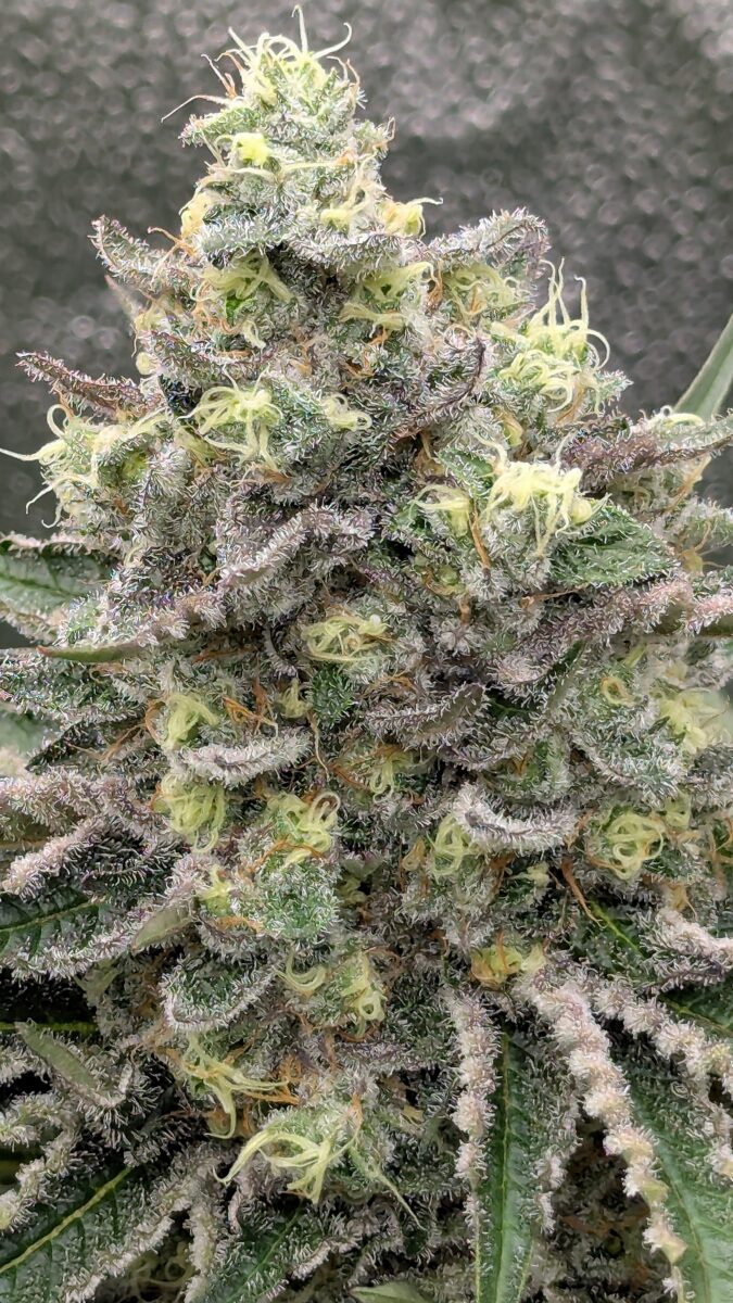 bbs-grow-diaries/week-404187-diary-402708-user-38149-6853717458cee