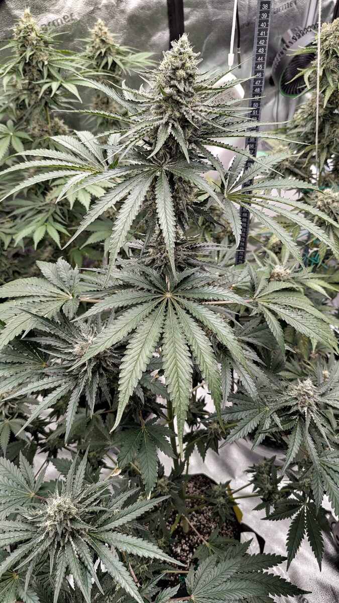 bbs-grow-diaries/week-404187-diary-402708-user-38149-68537176a2639